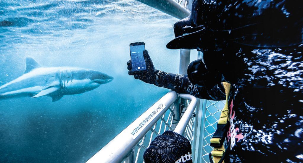 Shark-Dive-NZ