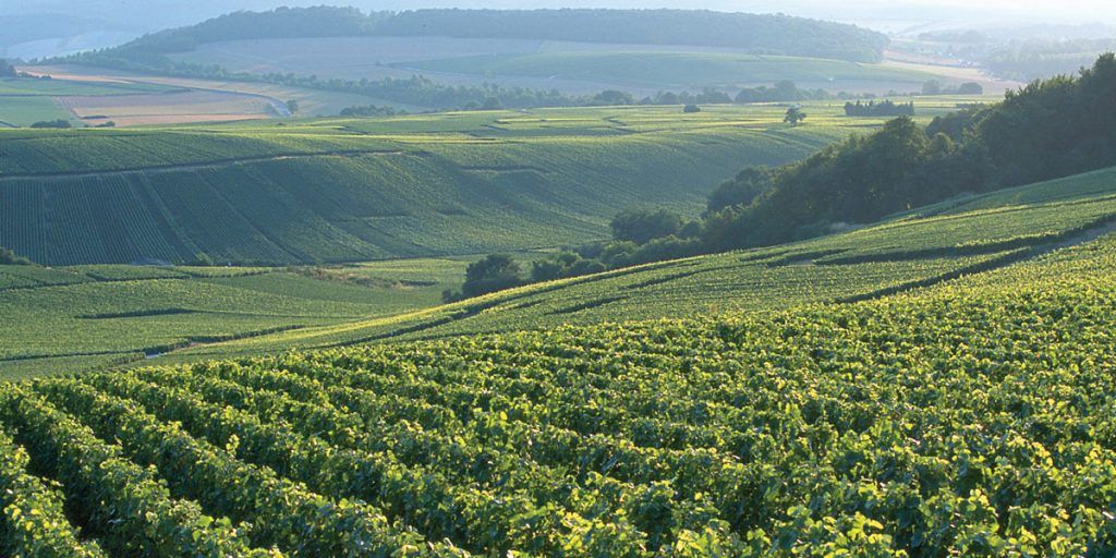 Vineyards
