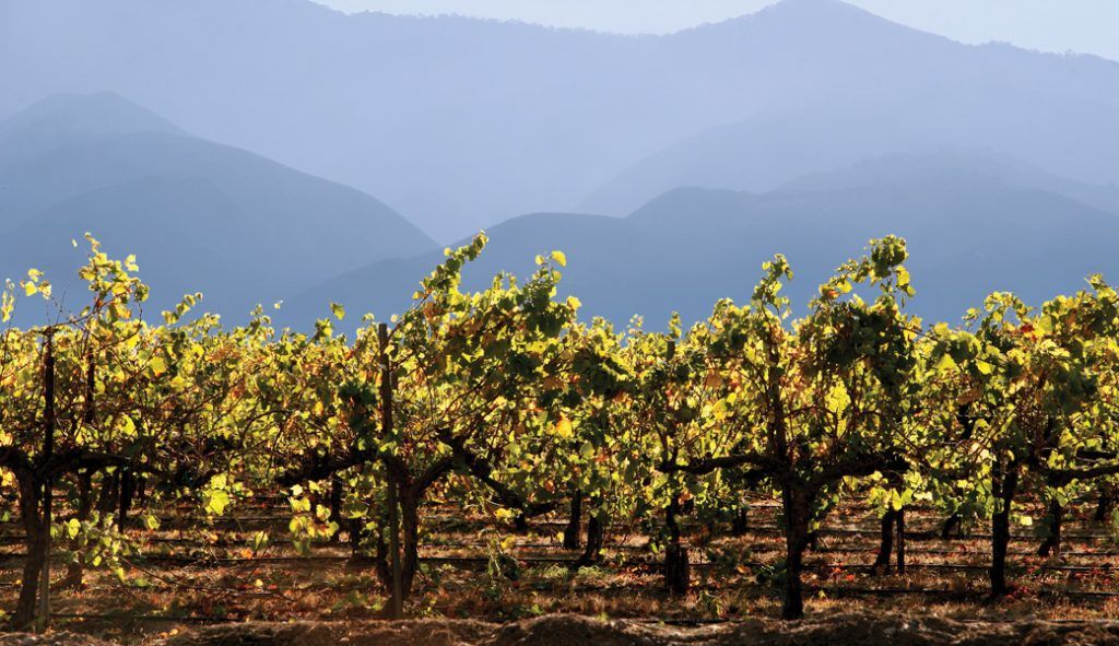 Vineyards
