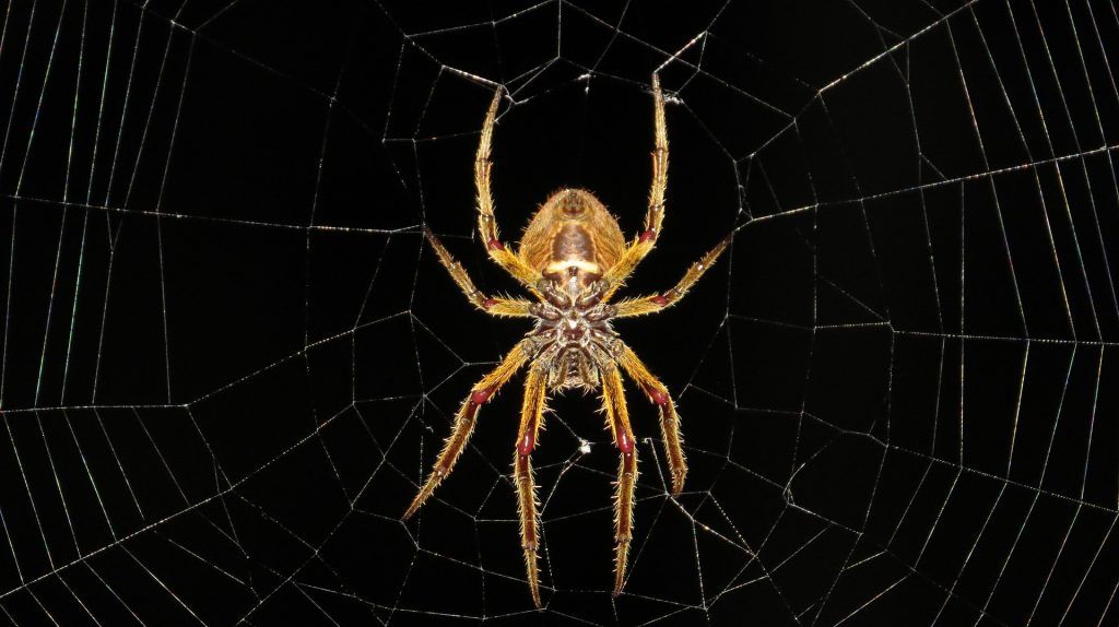 spider M2 Magazine