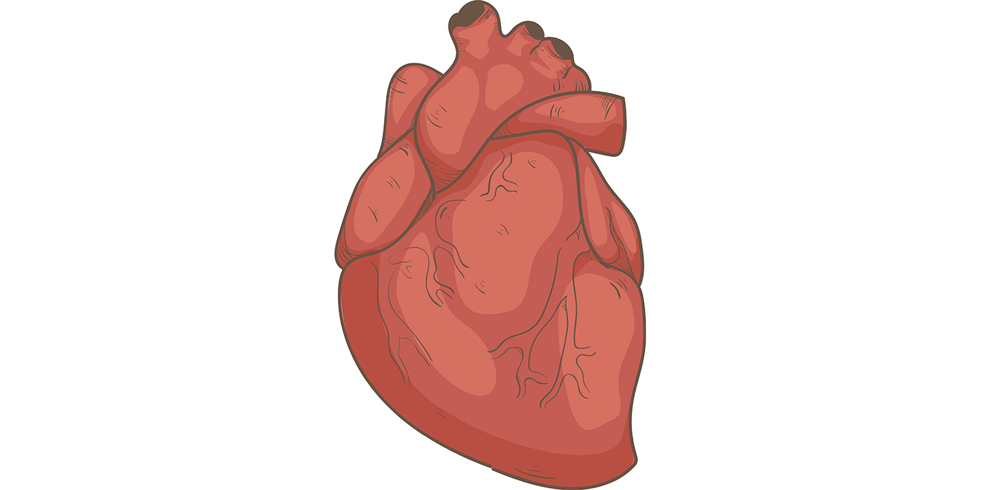 heart