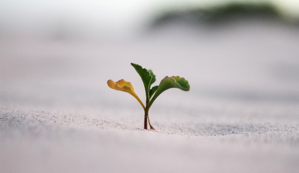 growth1