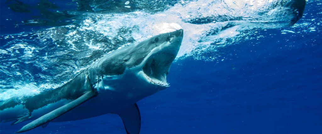 great-white-shark-attack