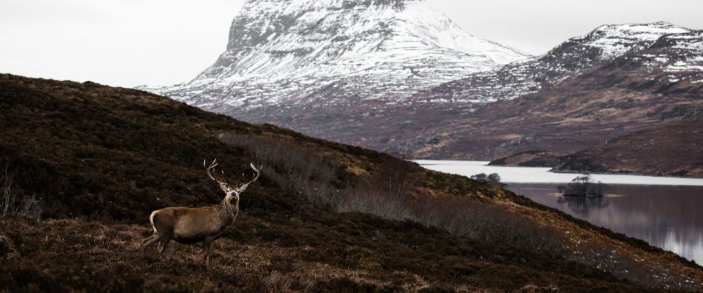 reindeer