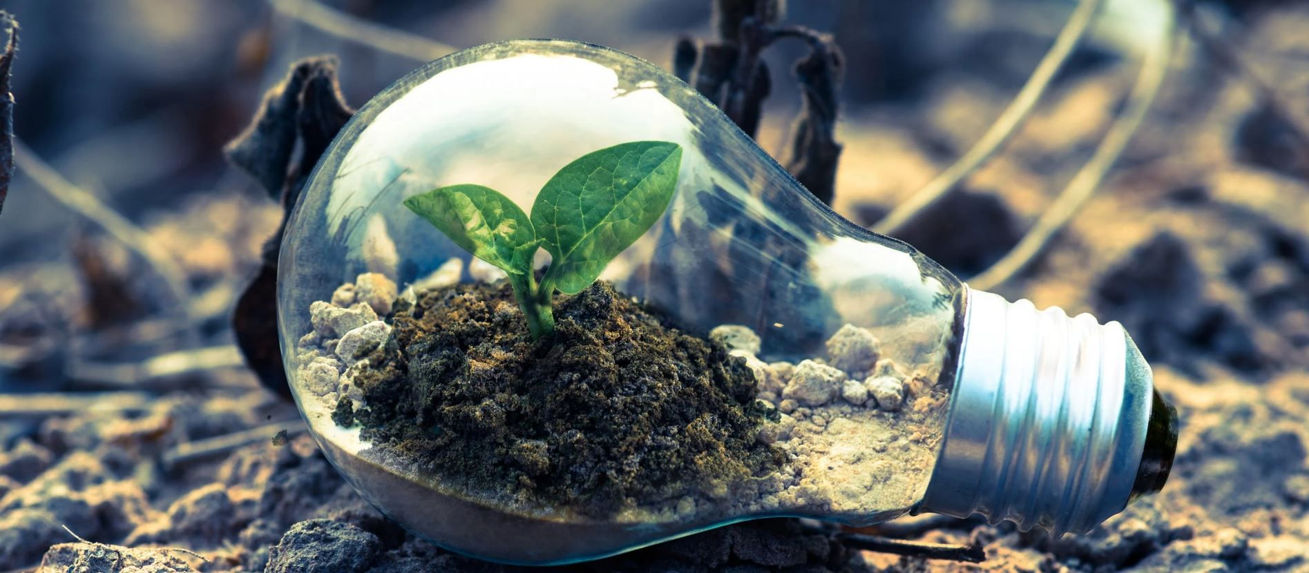 growth in lightbulb