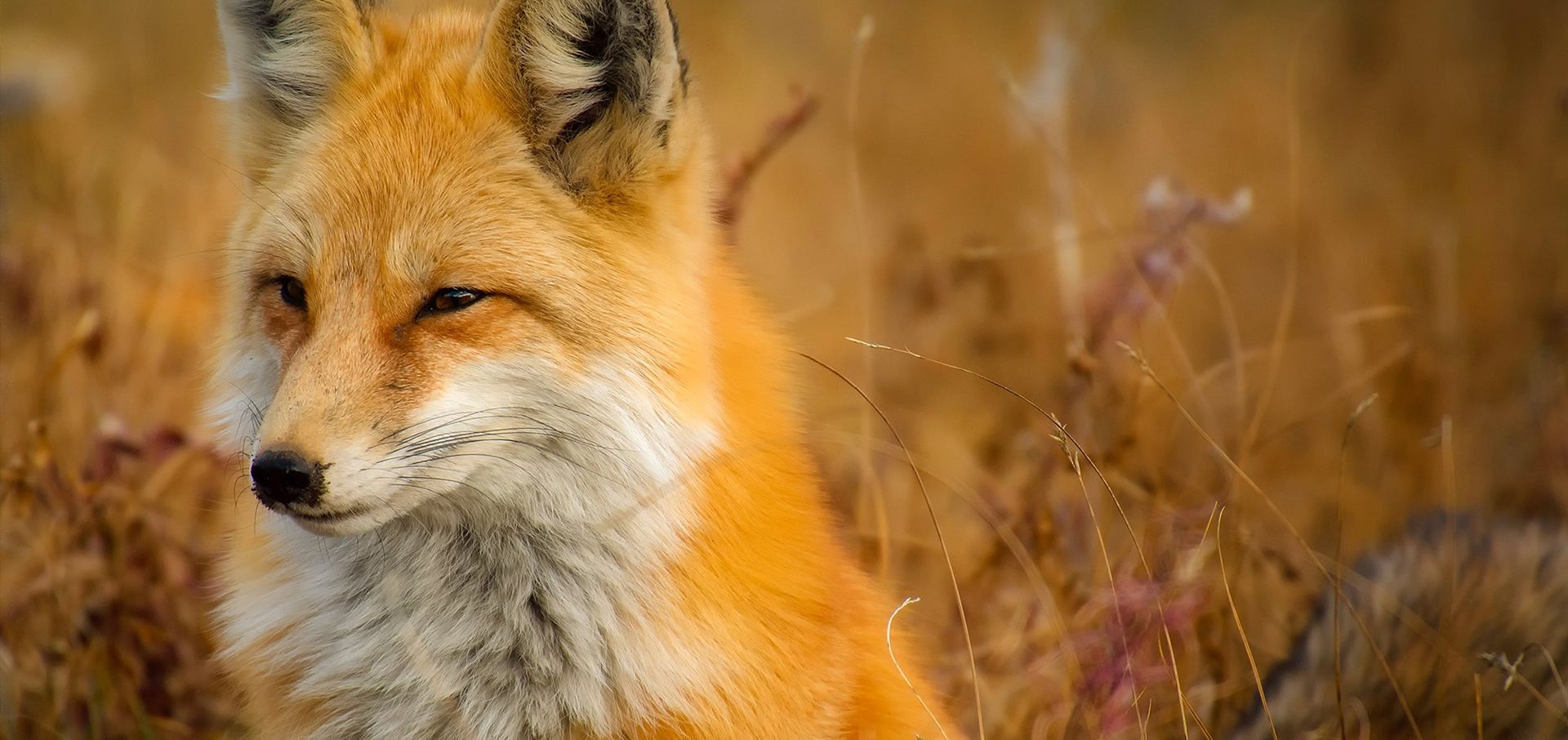Fox